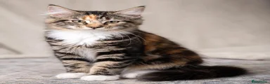 Siberian 2