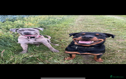 Mixed Breed dogs for sale: Rottie Corso for sale  - Image 18