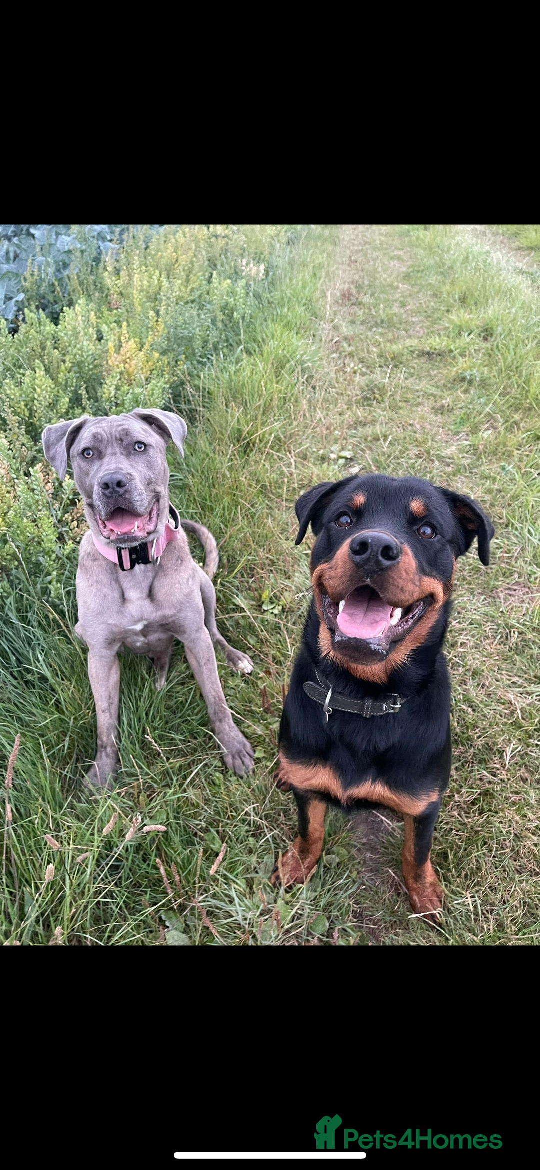 Mixed Breed dogs for sale: Rottie Corso for sale  - Image 18