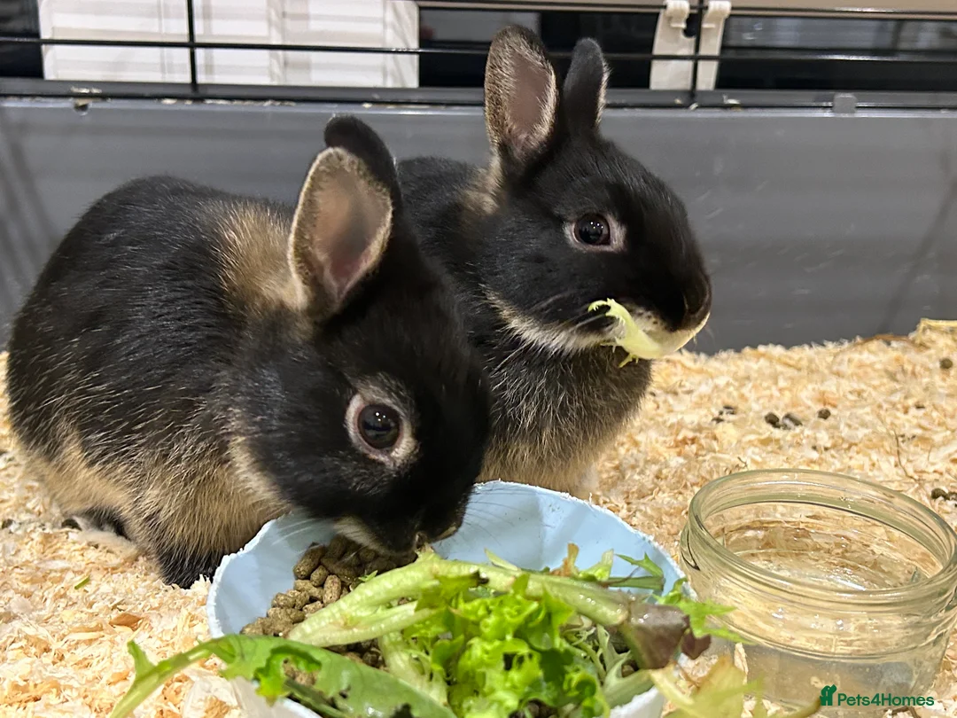 Netherland Dwarf rabbits for sale: Brother & sister Purebred bunnies: homed together  - Advert 4