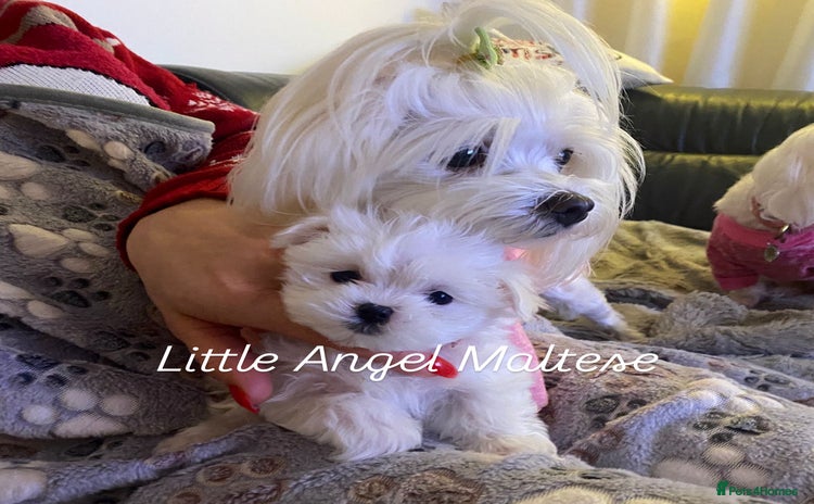 Maltese dogs ✨ Outstanding KC half-Korean Maltese Puppies ✨ - Advert 16