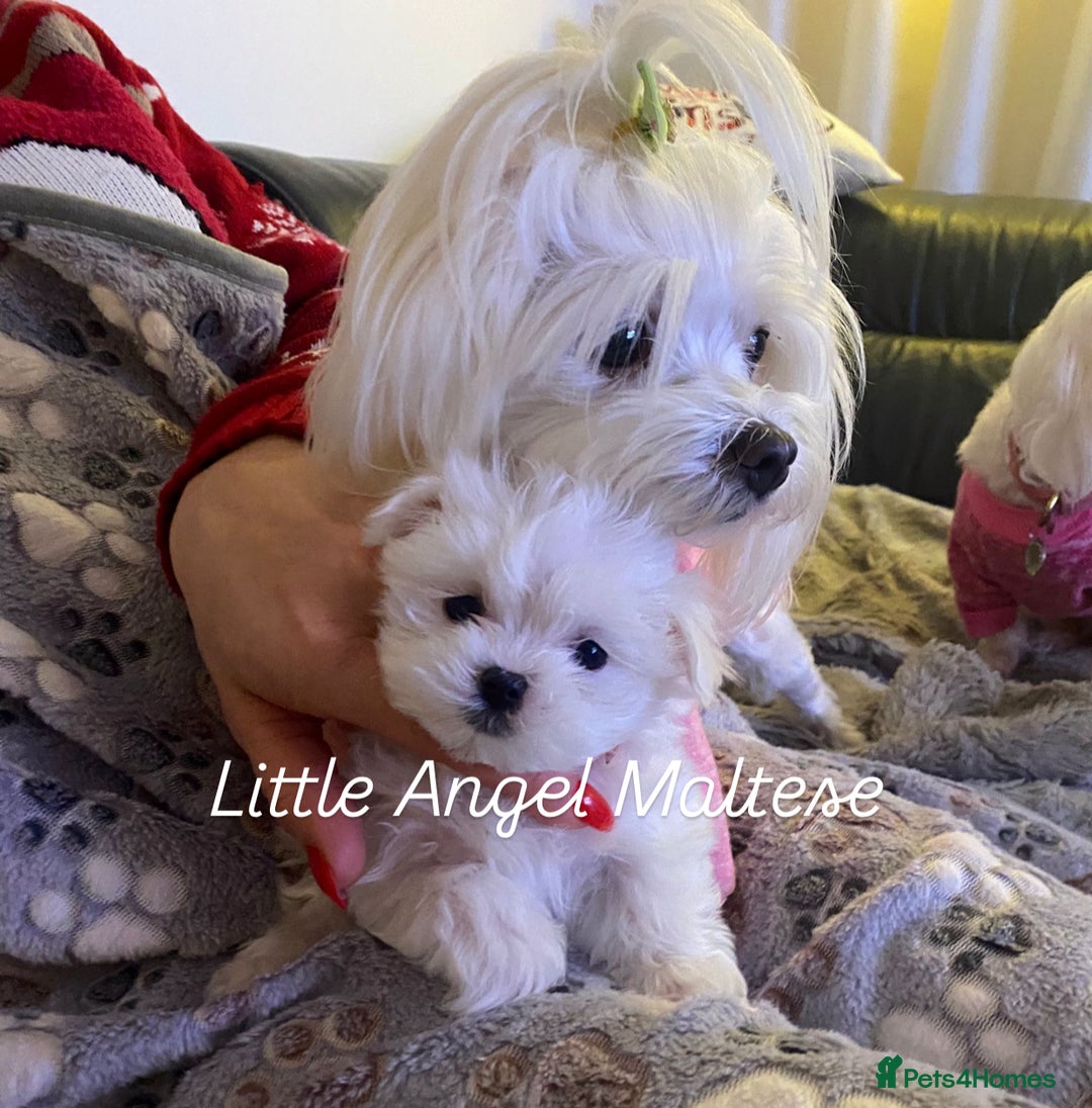 Maltese dogs for sale: ✨ Outstanding KC half-Korean Maltese Puppies ✨ - Advert 11
