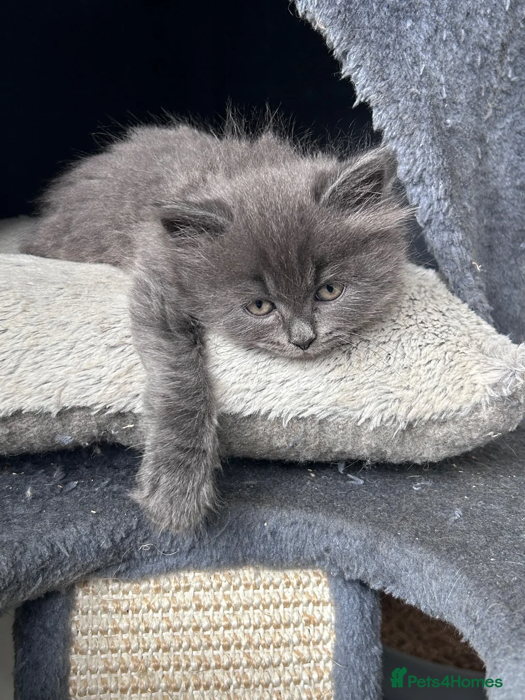 Mixed Breed cats for sale: Fluffy female  - Advert 2