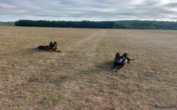 Belgian Shepherd Dog dogs for sale: Stunning Belgian Mali Pups - Image 11