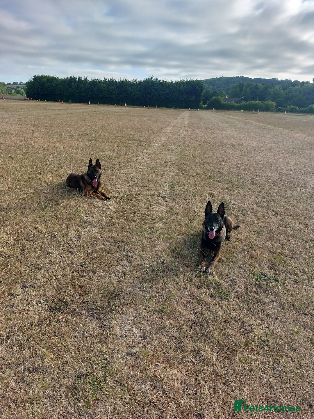 Belgian Shepherd Dog dogs for sale: Stunning Belgian Mali Pups - Image 11