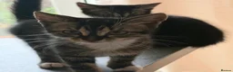 Mixed Breed cats for sale: 2 beautiful boys must be homed together  - Advert 7