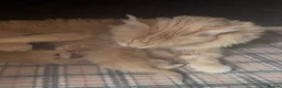 Maine Coon cats for sale: Outstanding TICA registered kittens - Advert 17