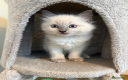 Ragdoll cats for sale: Beautiful blue point kittens - Advert 4