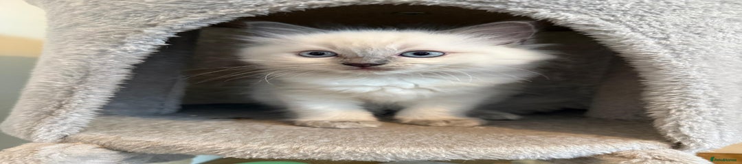 Purple collar (little purps)