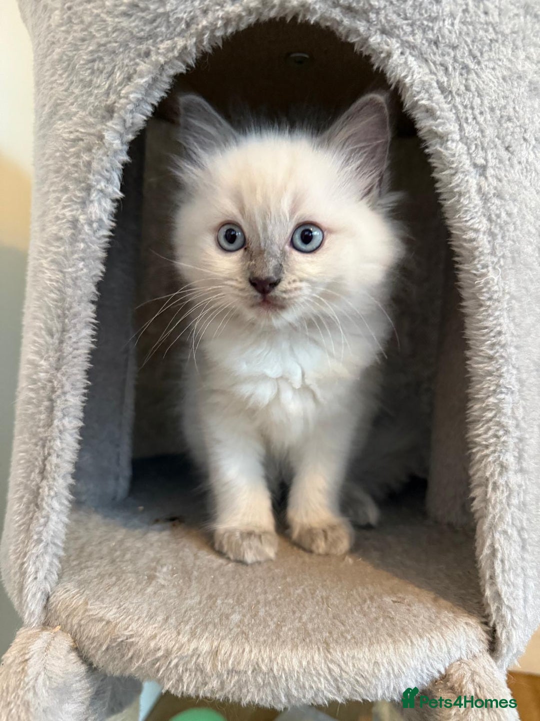 Ragdoll cats for sale: Beautiful blue point kittens - Advert 4