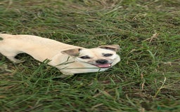Jug dogs for sale: Sophie is looking for a calm home - Image 8