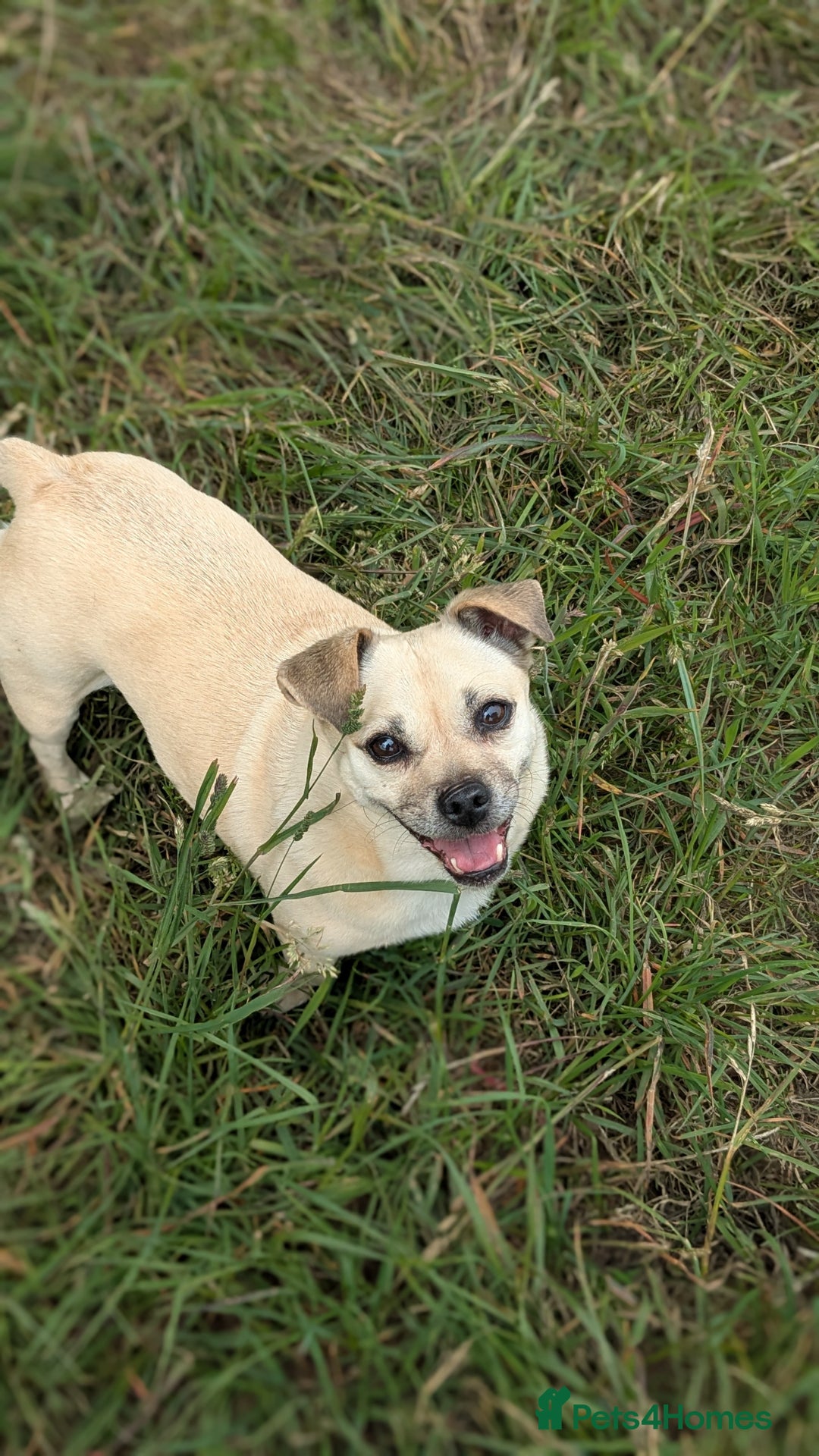 Jug dogs for sale: Sophie is looking for a calm home - Image 8