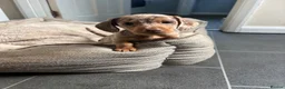 Dachshund dogs for sale: Miniature dachshund  - Advert 9