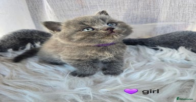 British Shorthair cats - Advert 9