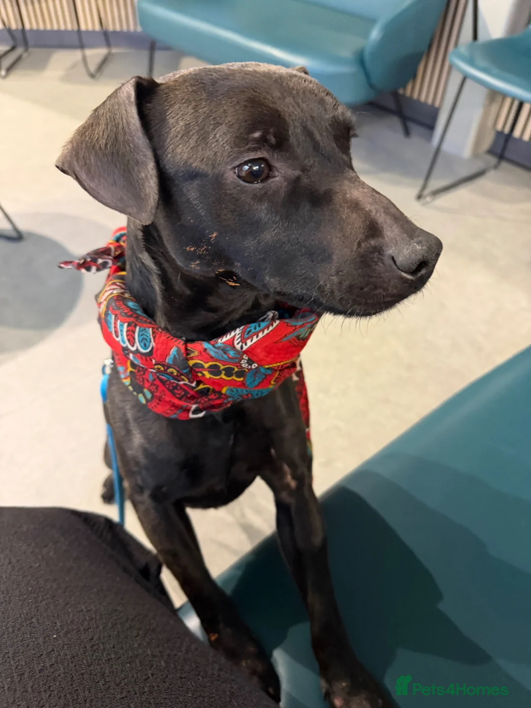 Mixed Breed dogs for sale: Male puppy in Stoke-on-Trent - Advert 1