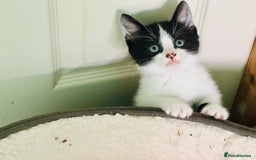 Mixed Breed cats for sale: 3 Beautiful Kittens - Image 6