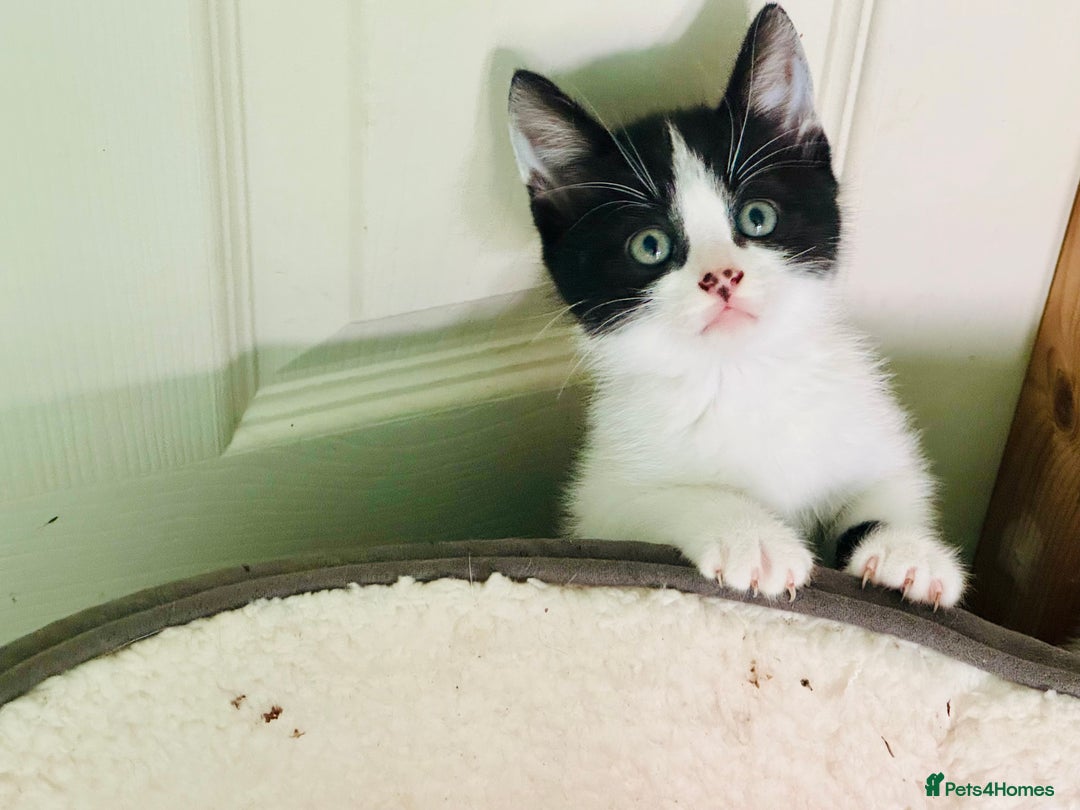 Mixed Breed cats for sale: 3 Beautiful Kittens - Image 6