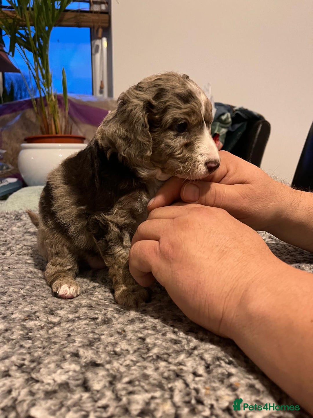 Cockapoo dogs for sale: Cockapoo puppies  - Advert 16