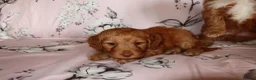 Cockapoo dogs for sale: Beautiful cocker poo puppies available  in Havercroft - Advert 5