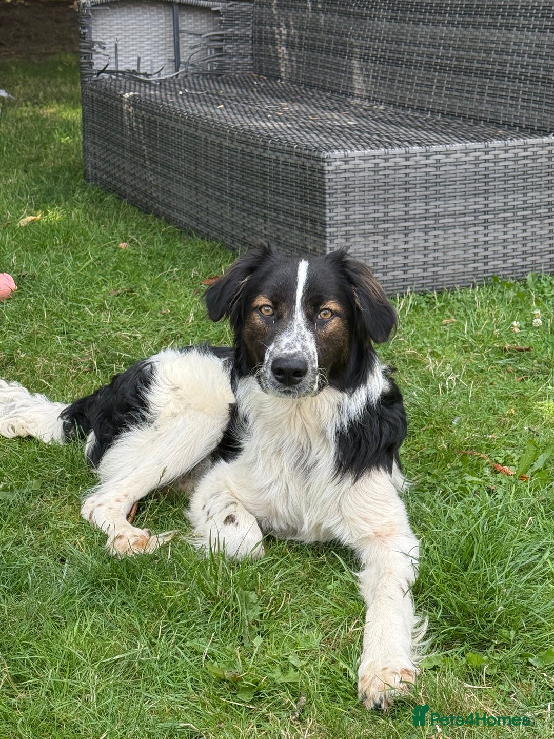 Border Collie dogs for adoption: Oliver’s Story: One Hour From Death - Image 3