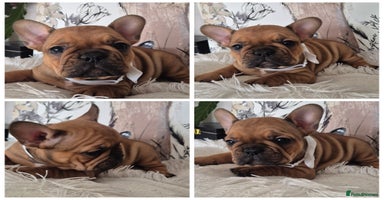 French Bulldog dogs - Advert 7