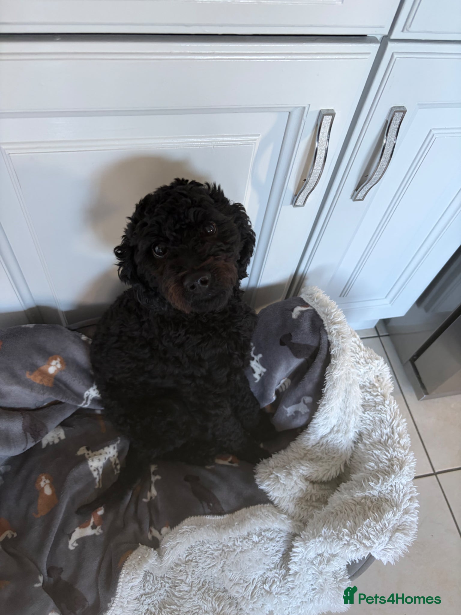 Cockapoo dogs for sale: Teddy 1 year old boy cockerpoo in Clacton-on-Sea - Advert 2