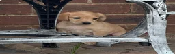 Mixed Breed dogs for sale: Cocker spaniel x lurcher in Darlington - Advert 8