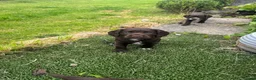 Sprocker dogs for sale: Gorgous sprocker puppies  - Advert 9