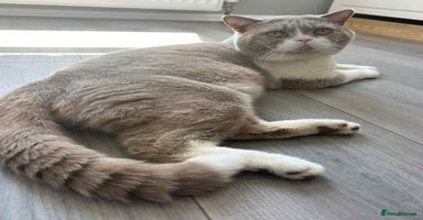 British Shorthair cats - Advert 3