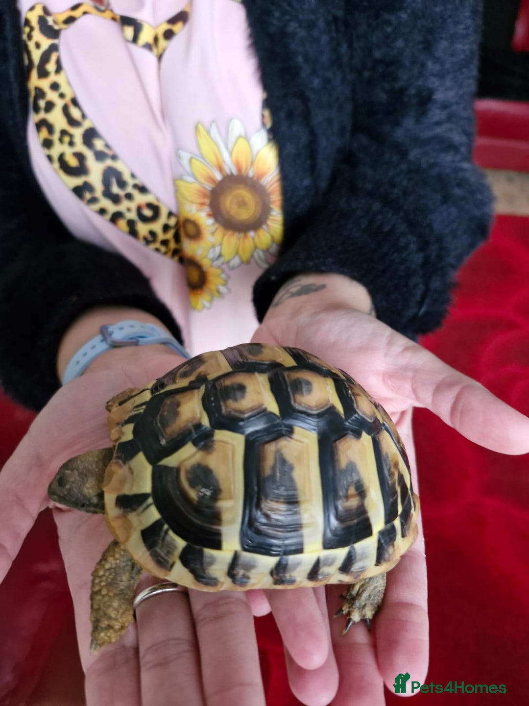 Hermann Tortoise reptiles for sale: Female Herman's Tortoise - Image 4