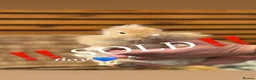 Lionhead rabbits for sale: Lionhead babies ready now 8 weeks old - Advert 11