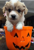 Cavachon dogs Cavachon f2 - Advert 3