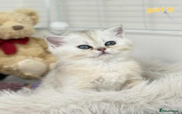 Scottish Fold cats for sale: Scottish straight/fold kittens 😸  - Image 16