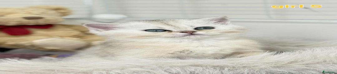 Scottish Fold Kitten 5