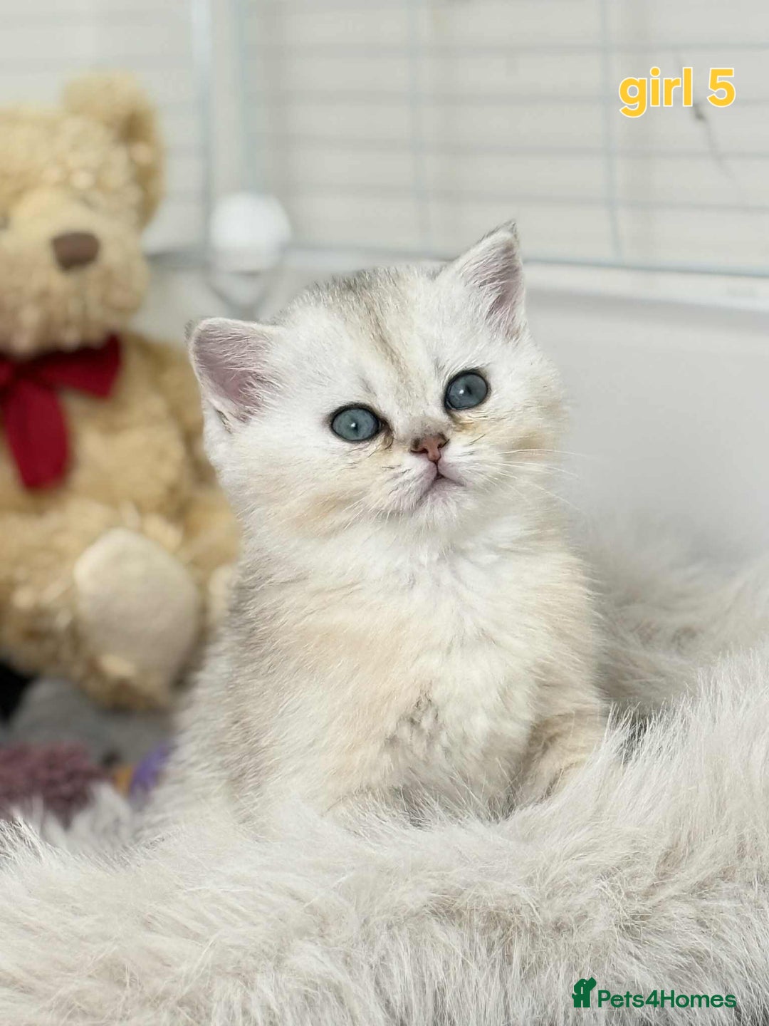 Scottish Fold cats for sale: Scottish straight/fold kittens 😸  - Image 16