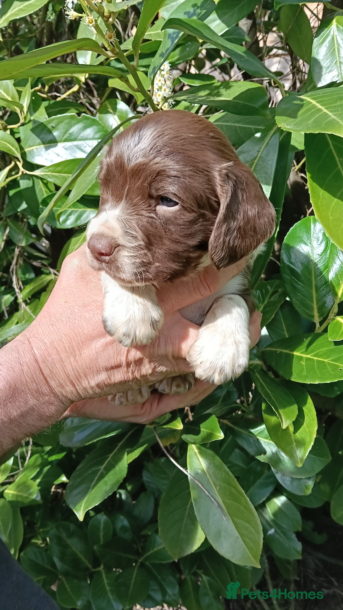English Springer Spaniel dogs Outstanding KC Reg Springer Spaniel Puppies  - Advert 2