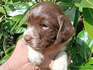 English Springer Spaniel dogs Outstanding KC Reg Springer Spaniel Puppies - Advert 2