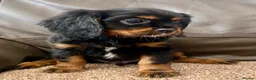 Cavalier King Charles Spaniel dogs for sale: K.C registered Black n Tan Cavalier King Charles - Advert 4