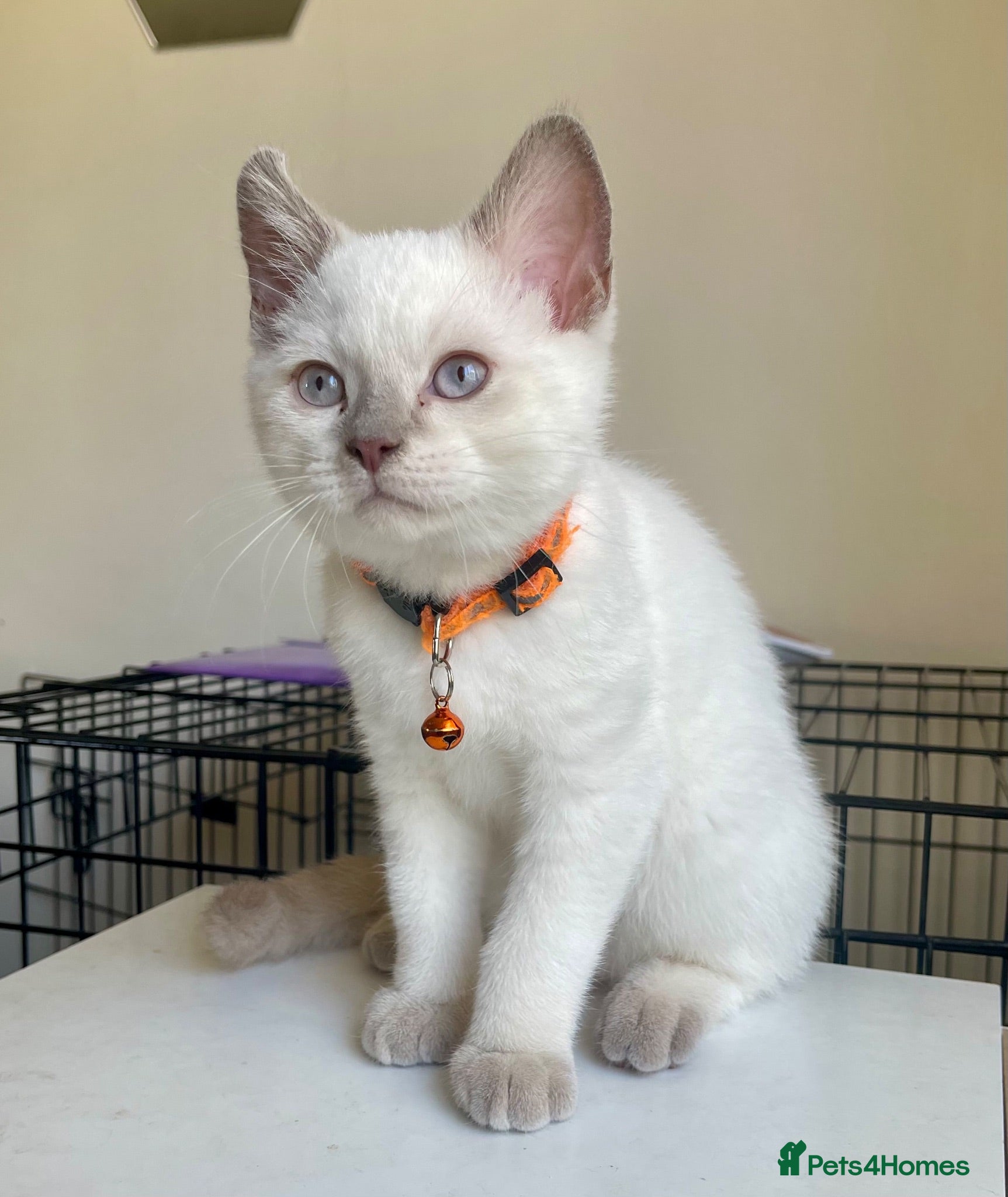 British Shorthair cats 💙 GCCF Pedigree Blue Colourpoint BSH Kitten - Advert 2