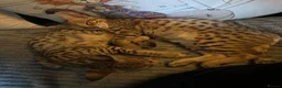 Savannah cats for sale: Savannah F4 girls - Advert 34