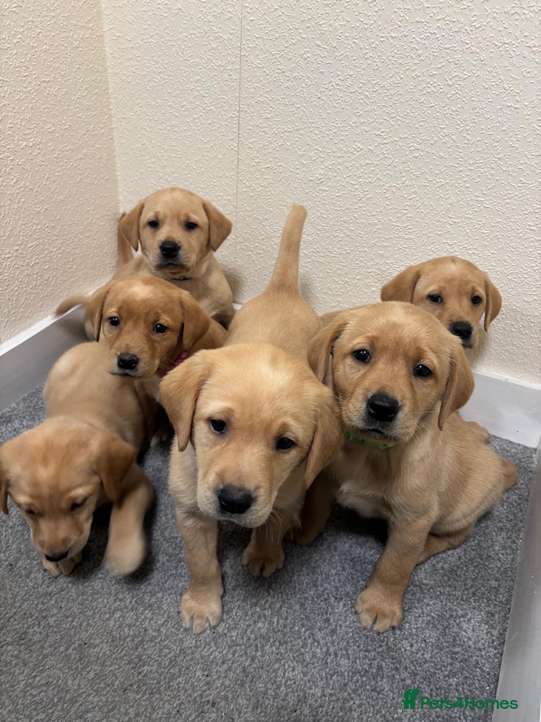 Labrador Retriever dogs for sale: Labrador puppies - Advert 1