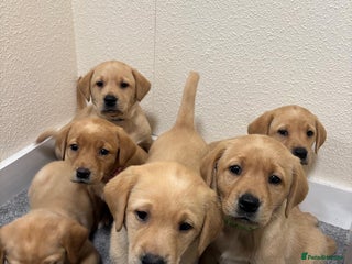 Labrador Retriever dogs Labrador puppies - Advert 1