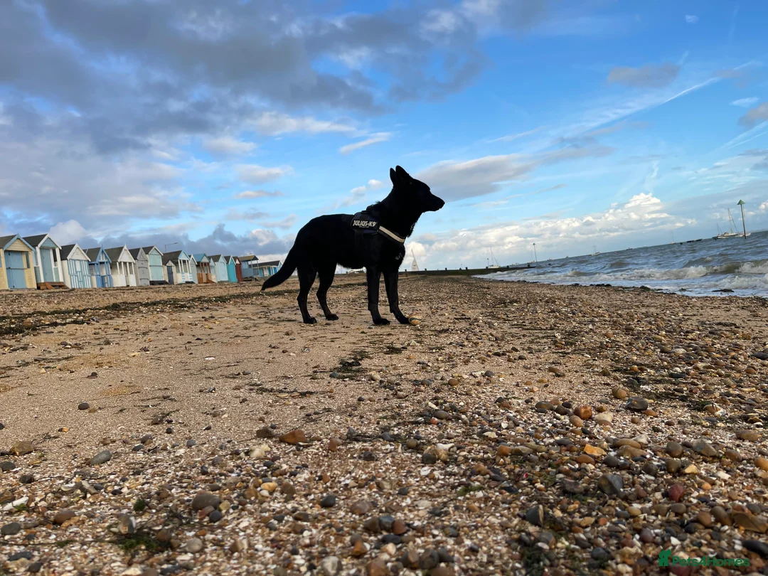 Mixed Breed dogs for sale: Shollie female  - Advert 4