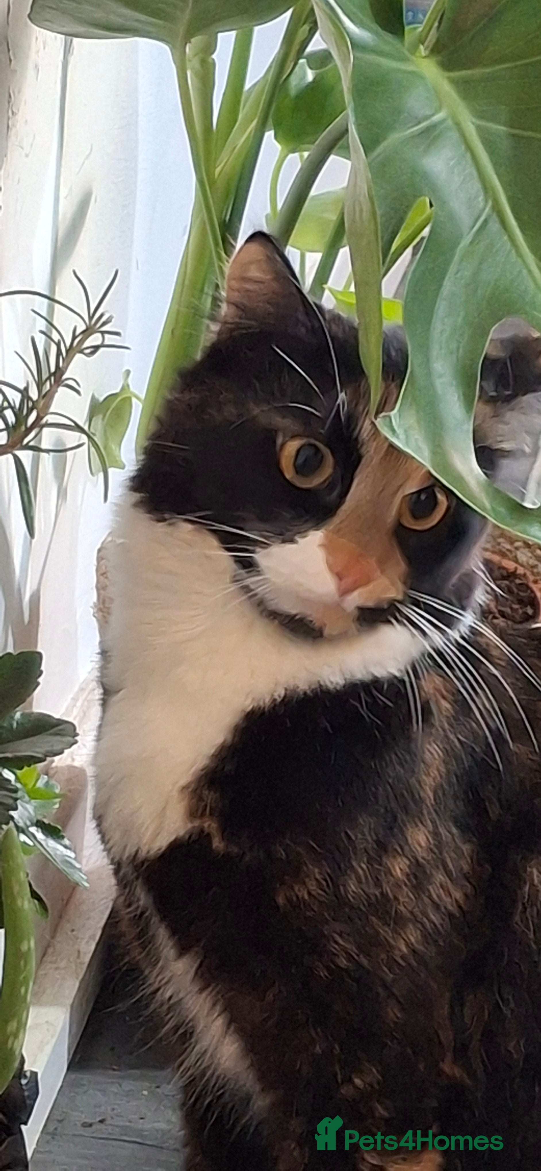 Mixed Breed cats Lovely kittens looking for new loving parents. - Advert 1