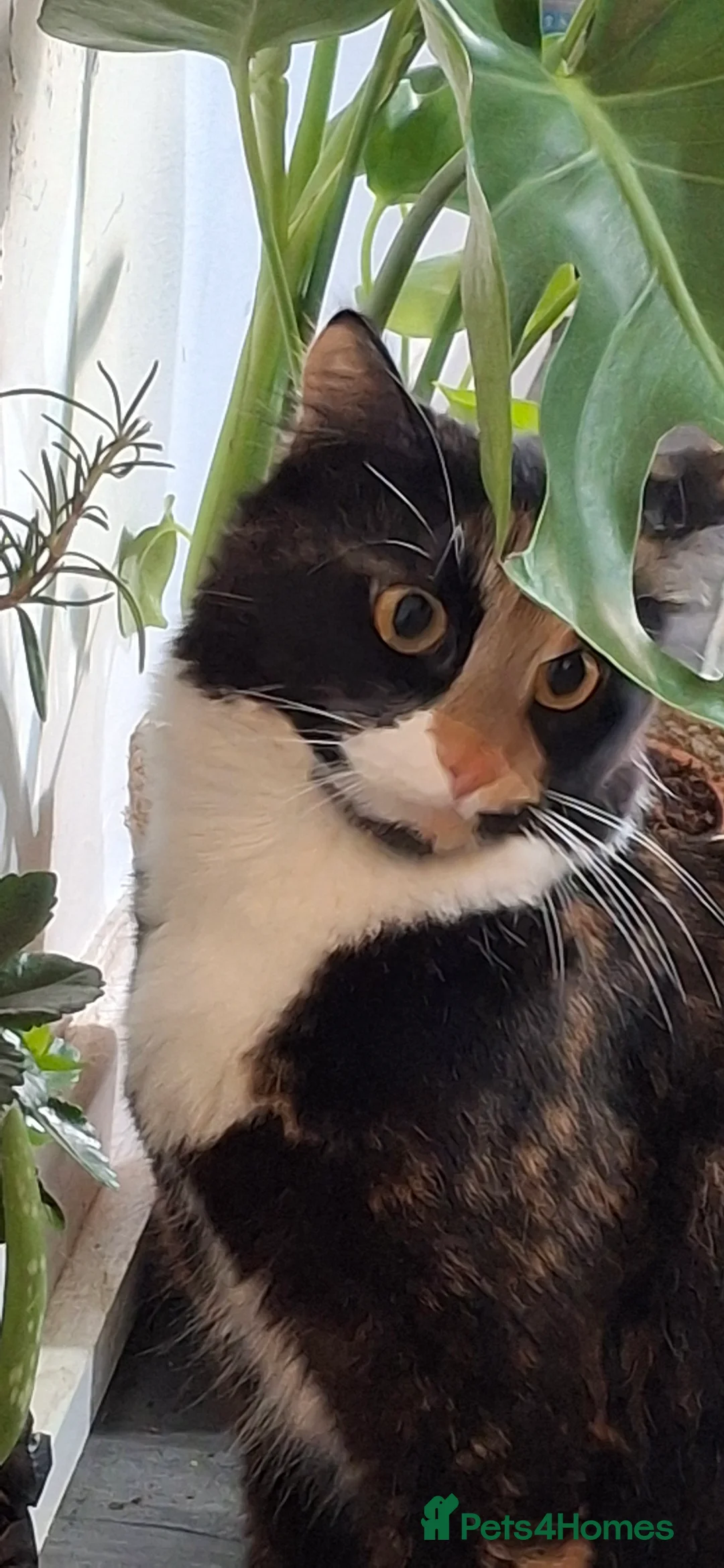 Mixed Breed cats for sale: Lovely kittens looking for new loving parents. - Advert 1