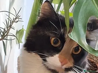 Mixed Breed cats Lovely kittens looking for new loving parents. - Advert 1