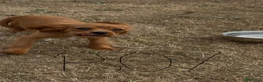 Puppy 6