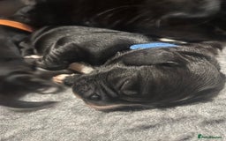 Cocker Spaniel dogs for sale: Beautiful Working Cocker Spaniel Puppies for Sale - Image 9