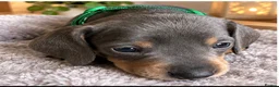 Miniature Dachshund dogs for sale: Gorgeous Miniature Sausages 💖  - Advert 6