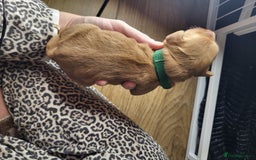 Cockapoo dogs for sale: 🐾 F1bb Red Cockapoo Puppies 🐾 - Advert 5